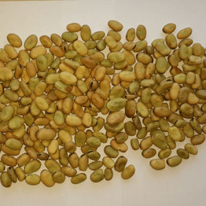 Horse Beans