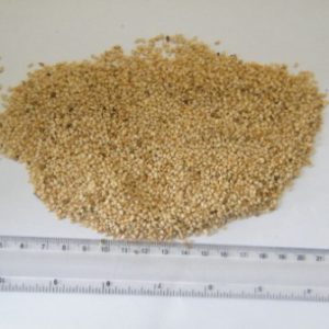 White Humera sesame seed