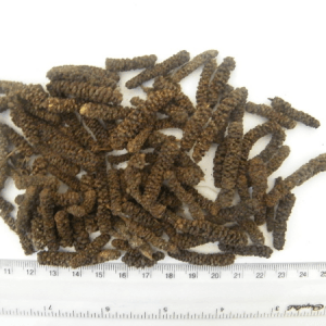 Ethiopian Long Pepper