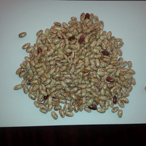 Ethiopian Light Speckled Kidney Beans