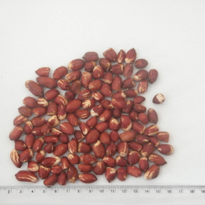 Ethiopian Peanut