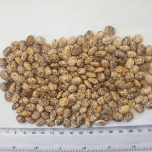 Ethiopian Pinto Beans
