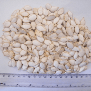 Ethiopian Pumkin Seed