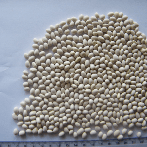 White Pea Beans (HP1 & SC2)