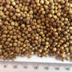Coriander Seed