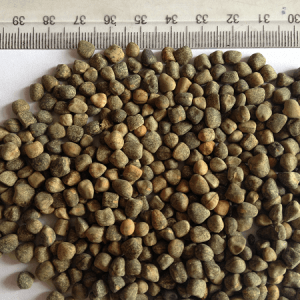 VETCH
